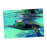 Maxbell Maxbell Aquarium Single-sided Adhesive Poster Background Sticker Turtle 61x41cm