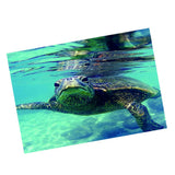 Maxbell Maxbell Aquarium Single-sided Adhesive Poster Background Sticker Turtle 61x41cm