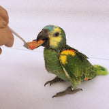 Maxbell Stainless Steel Bird Parrot Feeding Spoon,Feeding  Milk Medicine Spoons