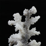 Maxbell Maxbell Glowing Coral Ornaments for Fish Tank Aquarium Decorations gray