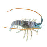 Maxbell Maxbell Aquarium Decor Ornament Artificial Lobsters for Home Fish Tank Decor Green