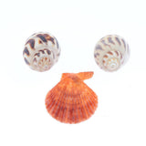 Maxbell Maxbell Natural Aquarium Fish Tank Decoration Simulation Sea Shells Conch Ornaments