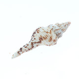 Maxbell Maxbell Natural Aquarium Fish Tank Decoration Simulation Sea Shells Conch Ornaments