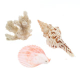 Maxbell Maxbell Natural Aquarium Fish Tank Decoration Simulation Sea Shells Conch Ornaments