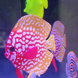Maxbell Maxbell Luminous Simulation Fish Aquarium Glow Decoration Artificial Fishes Blue