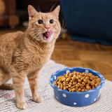 Cat Bowl Stable Dog Bowl Cat Food Plate Pets Feeding Station Pet Feeder Blue - Aladdin Shoppers