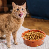 Cat Bowl Stable Dog Bowl Cat Food Plate Pets Feeding Station Pet Feeder Orange - Aladdin Shoppers