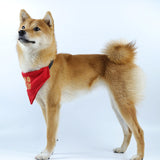 Dog Bandana Collar Pets Costume Small Medium Large Dogs Strong D Hook Puppy M Good Luck - Aladdin Shoppers