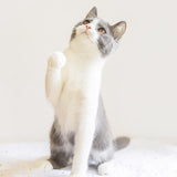 Cat Sticks Interactive Easy Digestion Snack Feeding for Adult Senior Cats chicken - Aladdin Shoppers