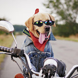 Dog Sunglasses Costume Accessories for Walking Outdoor Photo Props Black - Aladdin Shoppers