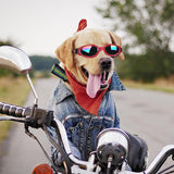 Dog Sunglasses Costume Accessories for Walking Outdoor Photo Props Red - Aladdin Shoppers