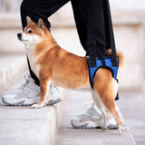 Maxbell Dog Carry Walking Auxiliary Belt Dog Walking Auxiliary Belt for Medium Large Dogs for Senior Dogs Elderly Dogs L blue