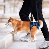 Maxbell Dog Carry Walking Auxiliary Belt Dog Walking Auxiliary Belt for Medium Large Dogs for Senior Dogs Elderly Dogs XL blue
