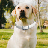 Maxbell Pets Anti Flea Collar Pets Protection Waterproof Cats Collar Cat Medium Dogs 48CM Dutch