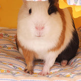 Maxbell Guinea Pig Hideout Soft Guinea Pig Bed for Small Animals Hedgehog Chinchilla Yellow
