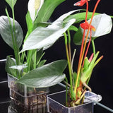 Maxbell Aquarium Plant Holder Hollow Design Cultivation Small Plant Holder with Hook