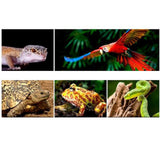 Maxbell Reptile Heating Lamp Shade Anti Scald Heater Guard for Pet Amphibians Lizard