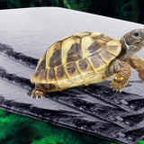 Maxbell Reptile Basking Platform Bathing Rock Food Bowl for Turtle Geckos Snake Frog