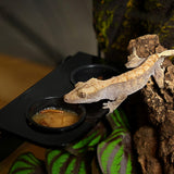 Maxbell Hanging Reptile Feeding Tray with Suction Cup Food Bowl for Lizard Chameleon Dual Slots