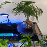Maxbell Corner Fish Tank Shelf Organizer Coral Frag Holder for Family Adults Friends White