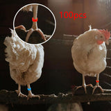 Maxbell 100Pcs Bird Leg Bands Bird Identification Leg Bands for Small Poultry Quails