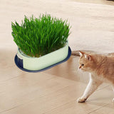 Maxbell Cat Grass Germination Starter Planter Multifunctional Wheatgrass Growing Pot Dark and Light Green