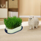 Maxbell Cat Grass Germination Starter Planter Multifunctional Wheatgrass Growing Pot Dark and Light Green