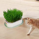 Maxbell Cat Grass Germination Starter Planter Multifunctional Wheatgrass Growing Pot Green and Pink