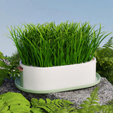 Maxbell Cat Grass Germination Starter Planter Multifunctional Wheatgrass Growing Pot Green and Pink