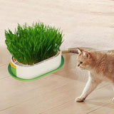 Maxbell Cat Grass Germination Starter Planter Multifunctional Wheatgrass Growing Pot Green and Yellow
