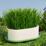 Maxbell Cat Grass Germination Starter Planter Multifunctional Wheatgrass Growing Pot Green and Yellow