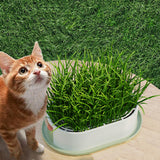 Maxbell Cat Grass Germination Starter Planter Multifunctional Wheatgrass Growing Pot Green and Yellow