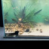 Maxbell Aquarium Underground Tunnel Corner for Corydora Catfish Shrimp Breeding Cave Black