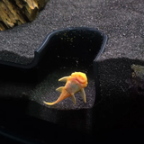 Maxbell Aquarium Underground Tunnel Corner for Corydora Catfish Shrimp Breeding Cave Black