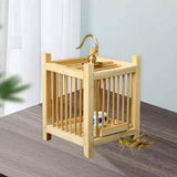Maxbell Grasshopper Cage Square Premium Display Portable Hanging Cricket Habitat Box