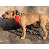 Maxbell Dog Collar Adjustable for Training Stylish Practice Training Game Pet Collar M