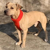 Maxbell Dog Collar Adjustable Training Collar for Mastiffs Medium Large Breeds Husky M