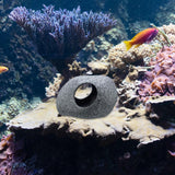 Maxbell Aquariums Hideaway Rock Purple Clay Artificial Play Rest Landscaping Hideout 8.3 cmx6.7 cmx5.5 cm