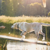 Maxbell 4 Pieces Dog Shoes EVA Anti Slip Dog Boots with Breathable Holes for Outdoor Size 7