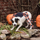 Maxbell Halloween Dogs Cats Costume Simulation Comfortable Easy to Wear Pets Outfits Black Large
