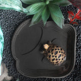 Maxbell Reptile Water Dish Tortoise Water Bath Bowl for Terrapin Tortoises Terrapins black