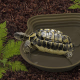 Maxbell Reptile Water Dish Tortoise Water Bath Bowl for Terrapin Tortoises Terrapins coffee