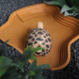Maxbell Reptile Food Water Bowl with Ramp Turtle Bathing Pool for Turtle Snake Gecko Light Brown