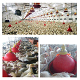 Maxbell Automatic Poultry Drinker Waterer Farm Chicken Water Drinking Bowl for Birds