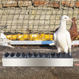 Maxbell Chicken Feeder Trough Lightweight Detachable Cover for Geese Duckling Pigeon 60x11x7cm