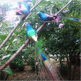 Maxbell 60pcs Artificial Peacock Feather Foam Birds Statue Display Garden Ornament