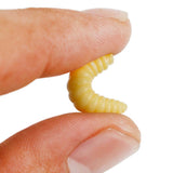 Maxbell 3x100 Pieces/Set Fishing Soft Grub Worm Bread Bug Maggots Lures Baits Beige