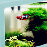 Maxbell 2 Pack Mini Fish Tank LED Light Clear Ornament Aquarium Office Desktop Decor