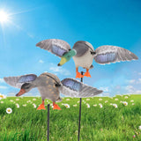 Maxbell Maxbell Mallard Drake Flapping Wing Motion Motorized Duck Decoy for Outdoor Decor Male