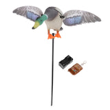 Maxbell Mallard Drake Flapping Wing Motion Motorized Duck Decoy for Outdoor Decor Male - Aladdin Shoppers